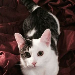 Meet your Posher, Mema